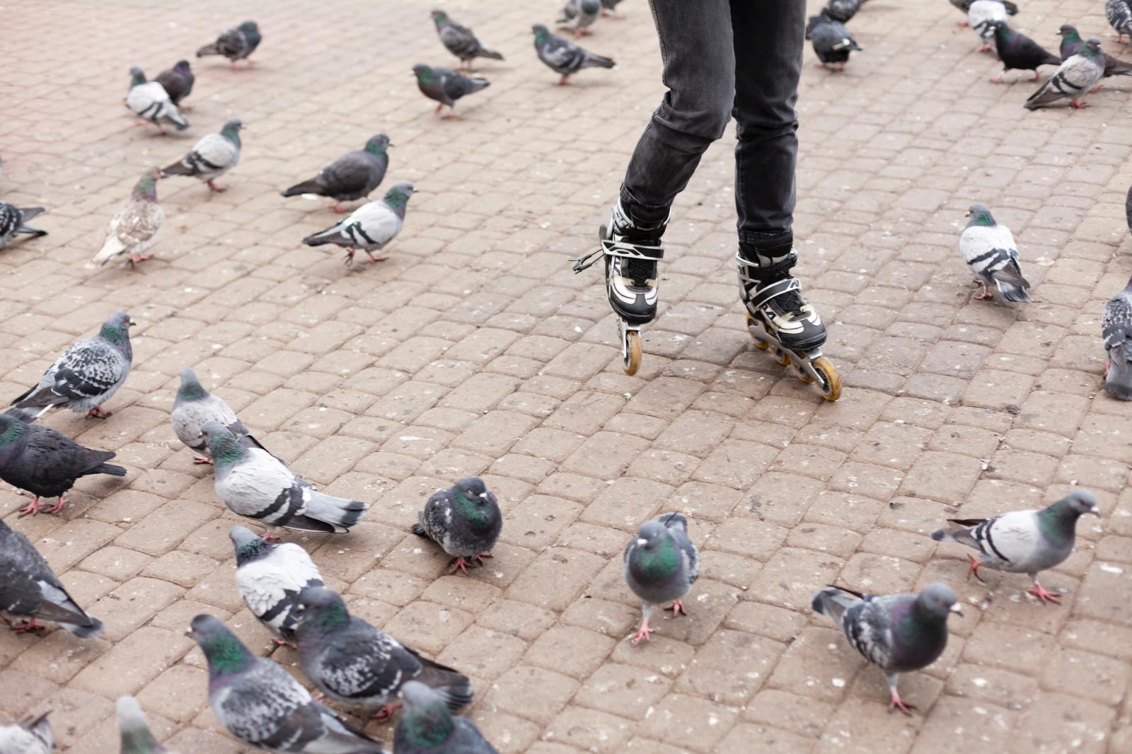 Control de aves